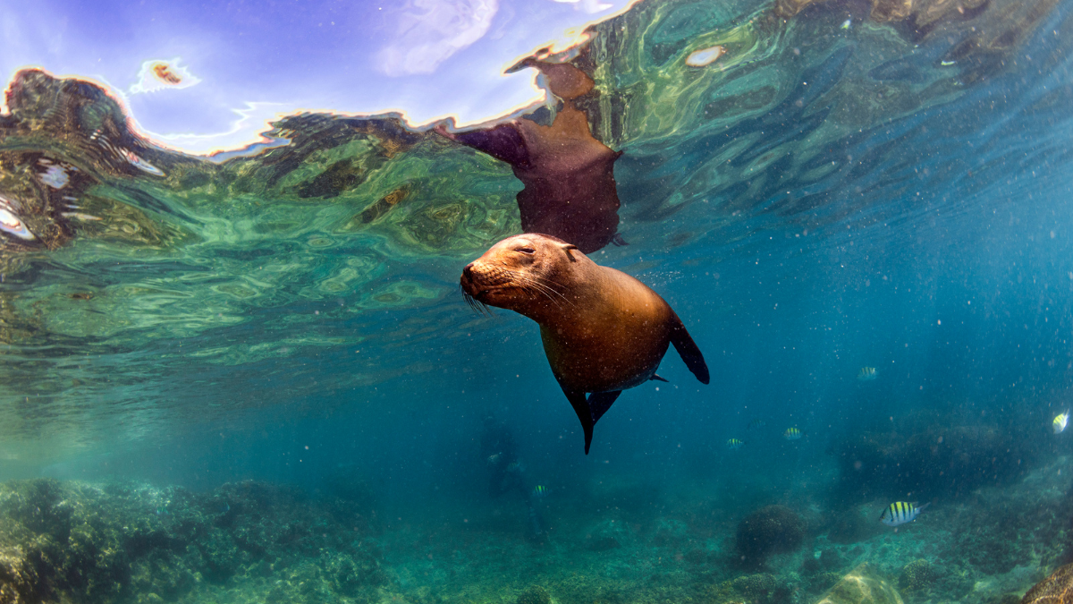 Lobo marino de las Islas Galápagos.
