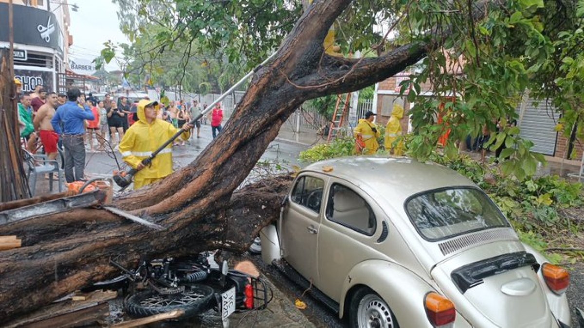 Percance. Un árbol se cayó en sector de Portoviejo, Manabí.