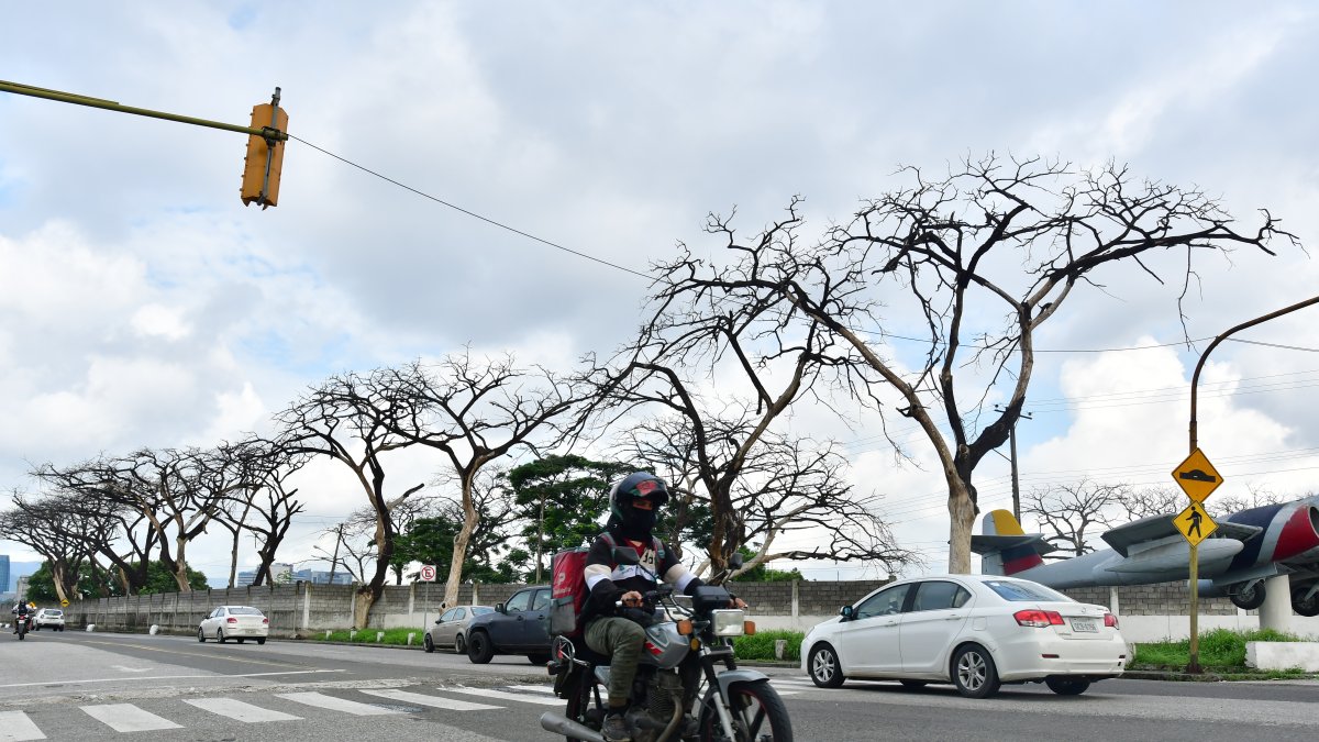 En la ciudadela de la F.A.E, se divisan en fila los árboles muertos.