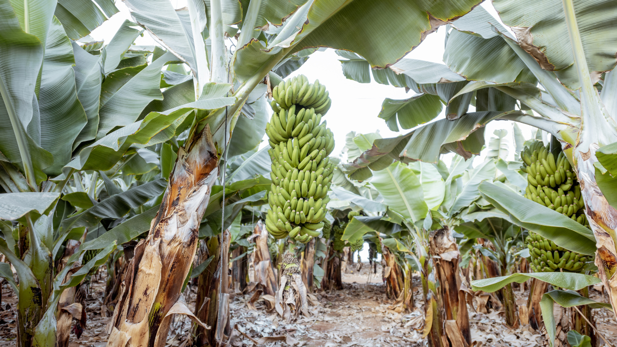 Algunas empresas ecuatorianas podrían verse afectadas por el proteccionismo de Estados Unidos.