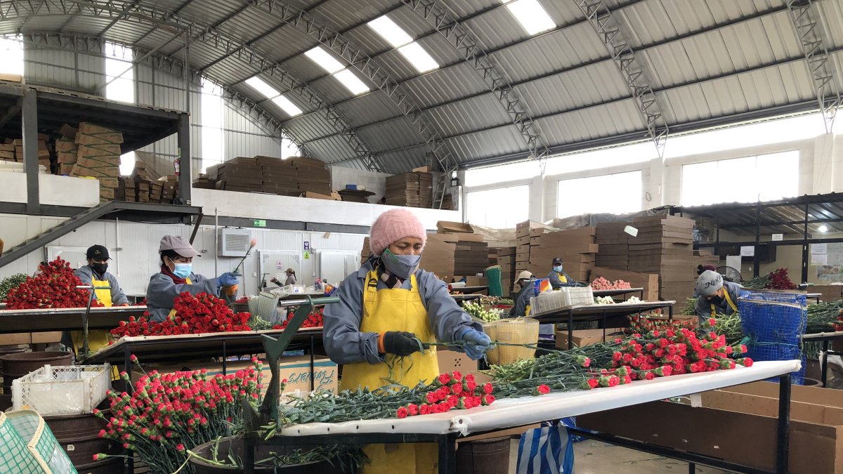 Desde hace tres meses se levantaron las restricciones a la exportación de claveles ecuatorianos.