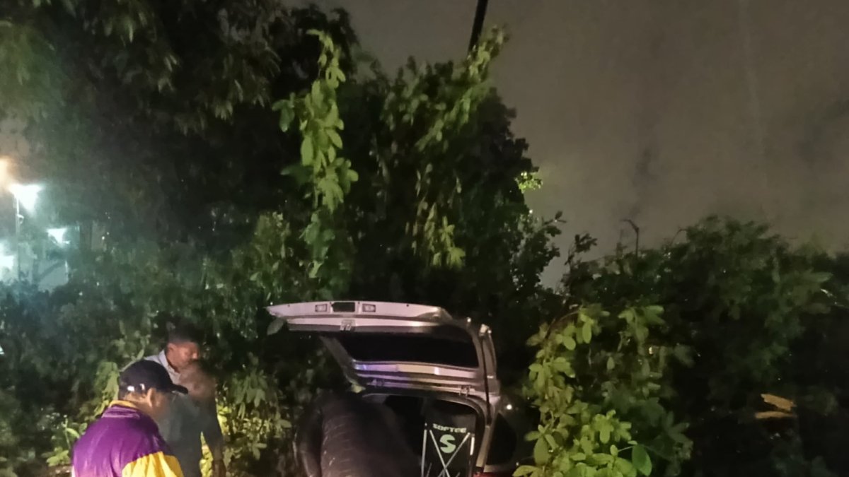 Árbol cayó sobre auto.