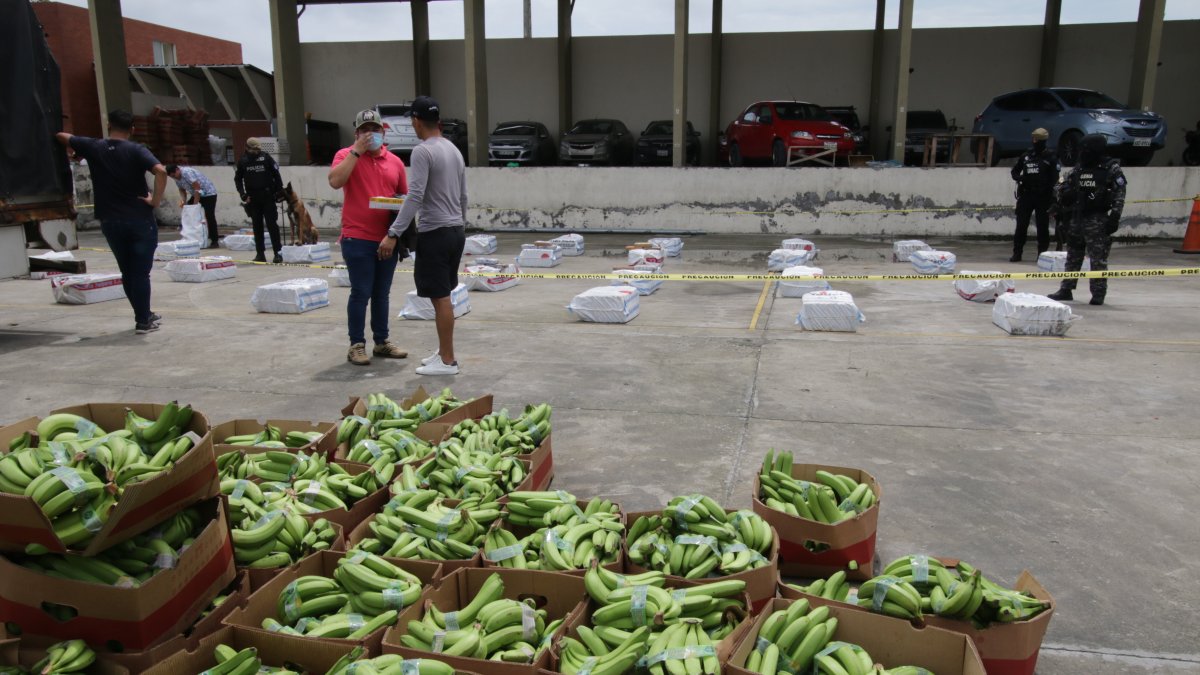 Un decomiso de cocaína hecho en el 2022, en medio del banano que tenía como destino Bélgica. 
