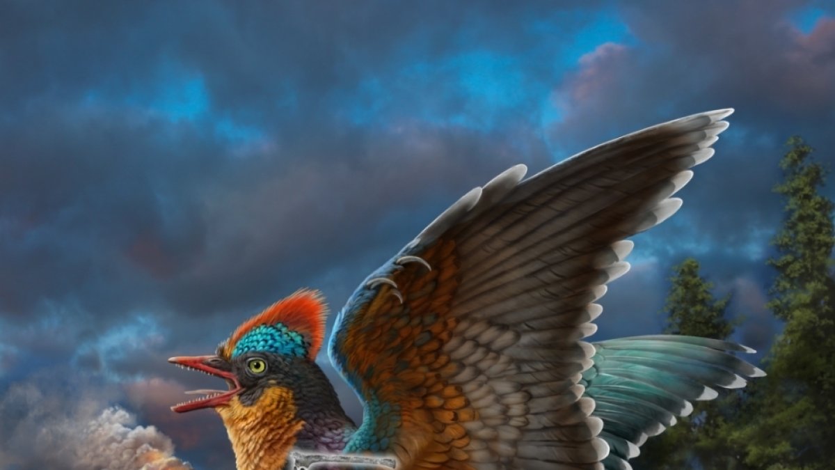 Reconstrucción de la vida del ave jurásica Baminornis zhenghensis de la fauna de Zhenghe. Fotografía facilitada por Zhao Chuang. EFE