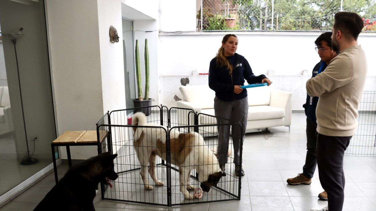 Los perros Luka y Morro sufrieron golpes y utilizaban cadenas de ahogo, según lo denunció la Unidad de Bienestar Animal (UBA)