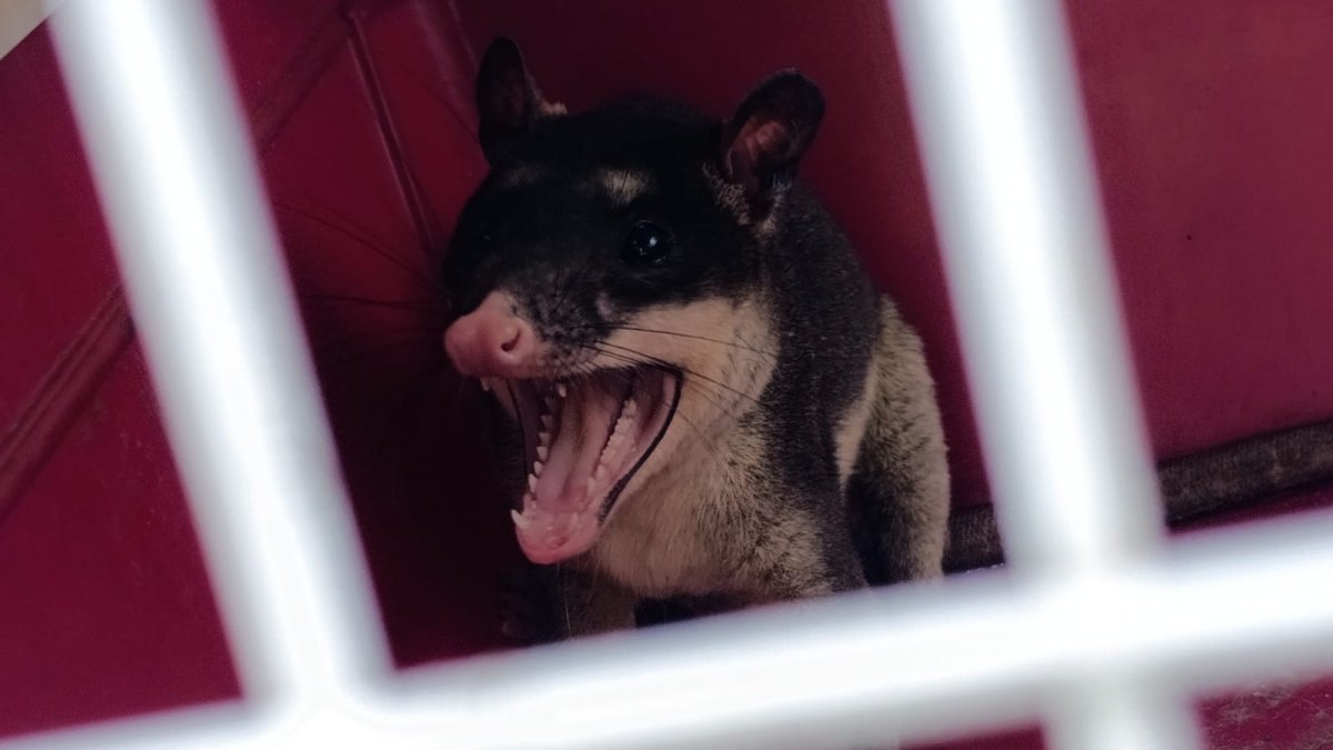 El animal fue rescatado por parte de las autoridades