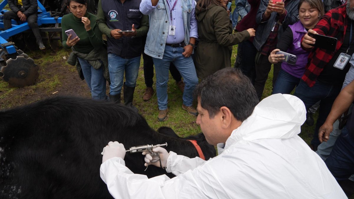 Un veterinario aplica la vacuna contra la aftosa.