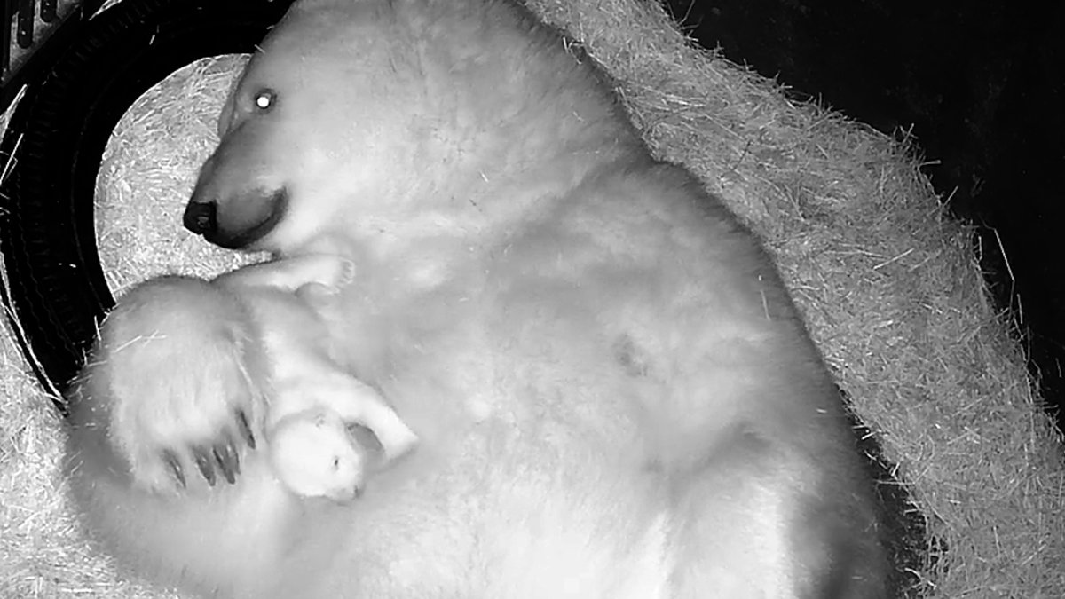 Fotografía cedida por el Acuario de Sao Paulo, que muestra a la osezna polar Nur, hija de Aurora y Peregrino, una pareja de osos rusos.