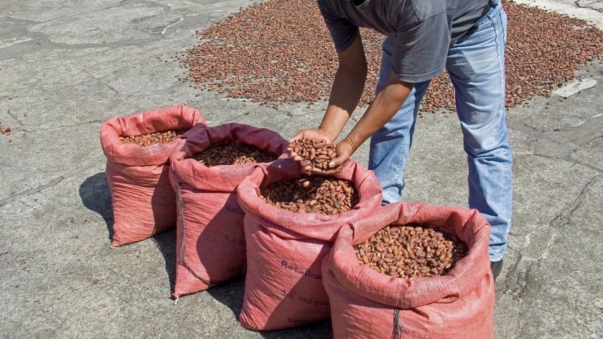 El precio del cacao ecuatoriano se calcula tomando como base el valor de la tonelada con entrega futura en diciembre en la bolsa de Nueva York.