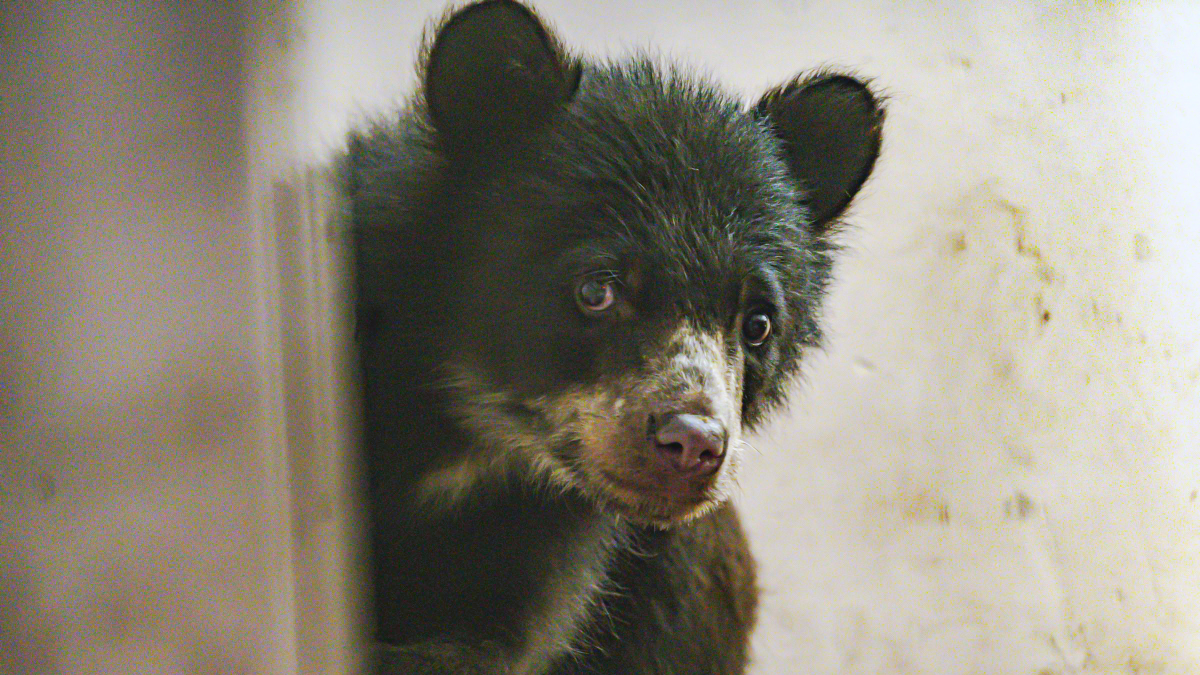 Sisa, la osezna andina rescatada, necesita un hábitat adecuado para su desarrollo en el Zoológico de Quito
