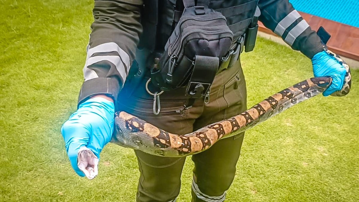 El animal alarmó a residentes.