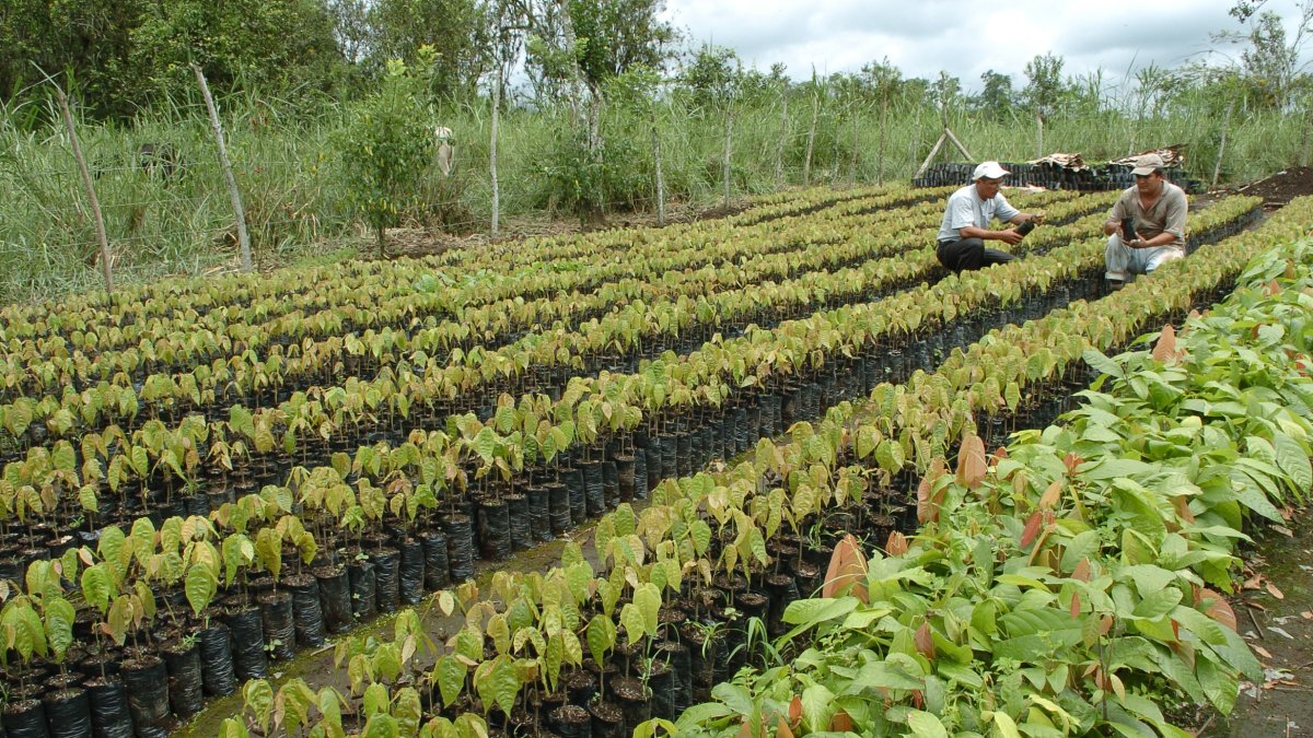 El precio del cacao ecuatoriano se calcula tomando como base el valor de la tonelada con entrega futura en marzo en la bolsa de Nueva York.