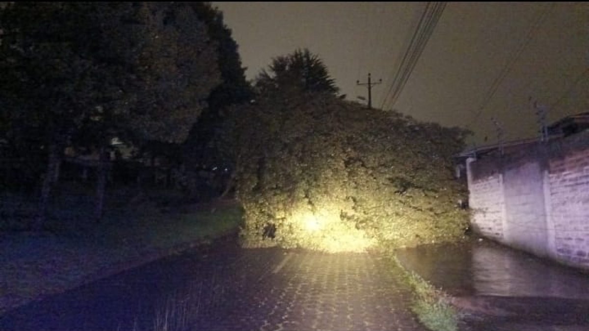 Se registró una caída de árbol en Manuela Sáenz y José Barba