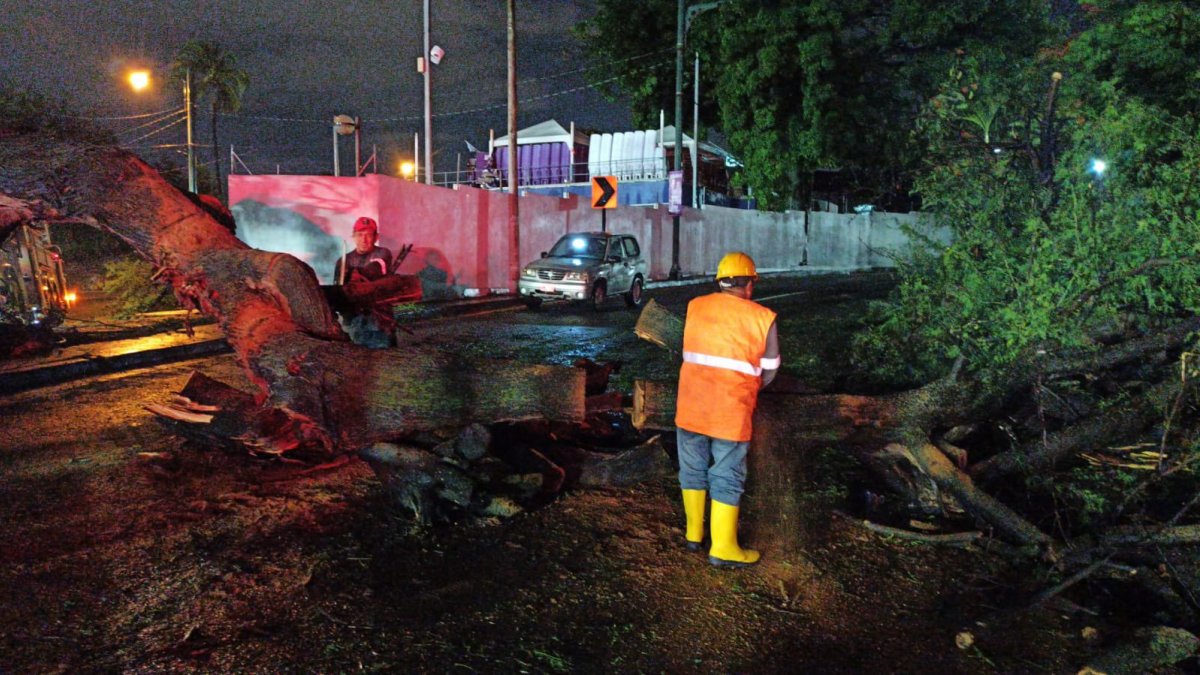 Personal de la Empresa Pública de Parques ejecutó tareas para retirar el árbol de la vía, la noche del martes 18 de febrero.