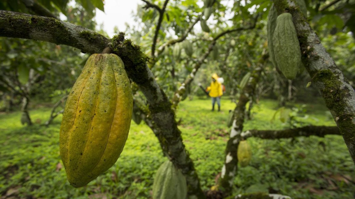 El precio del cacao ecuatoriano se calcula tomando como base el valor de la tonelada con entrega futura en marzo en la bolsa de Nueva York.