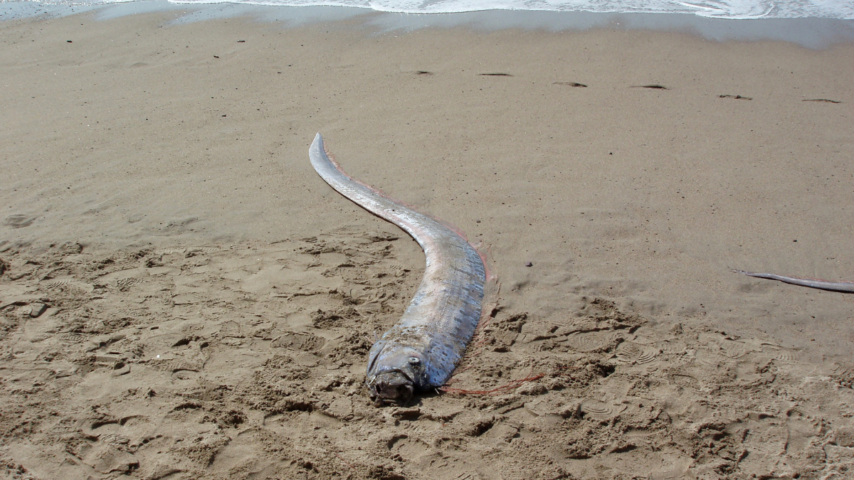 Imagen referencial de un Pez Remo