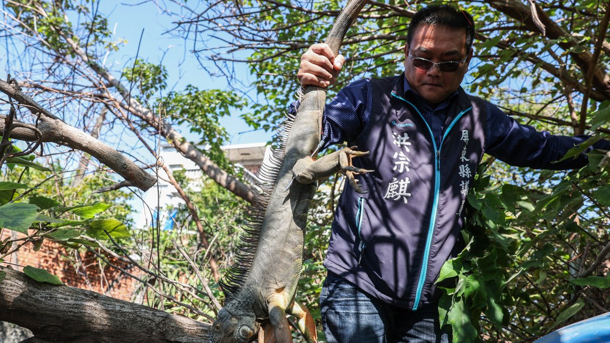 El  concejal del condado de Pingtung, Hung Tsung-chi, recogiendo una iguana capturada después de que un cazador la arrancó de un árbol en Pingtung.