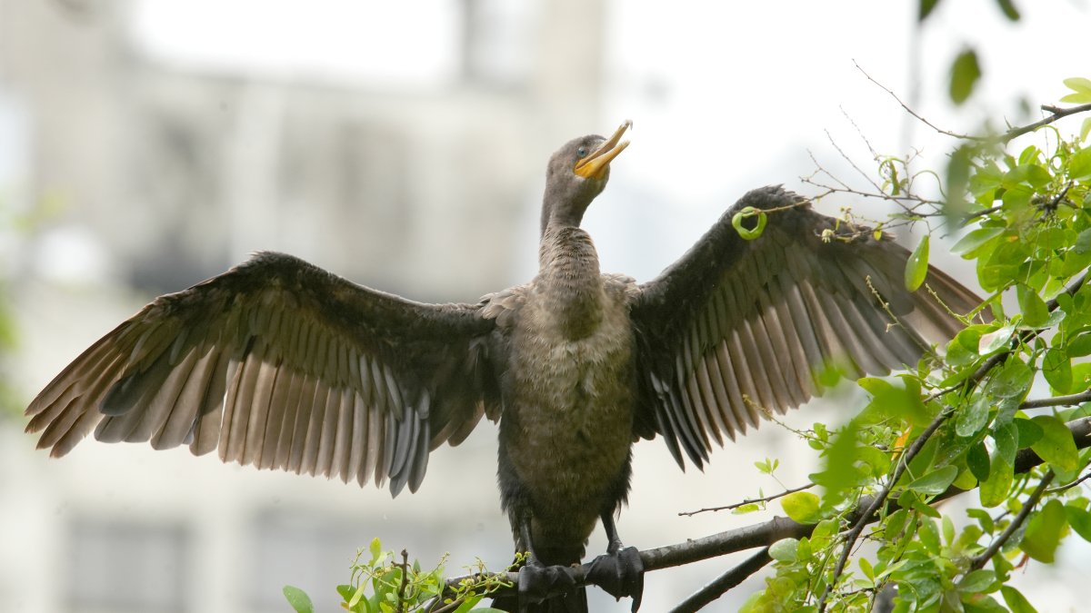  Fotografía de un 'Neotropic Cormorant' sobre una rama durante un recorrido urbano de avistamiento de aves, en Cali (Colombia). 