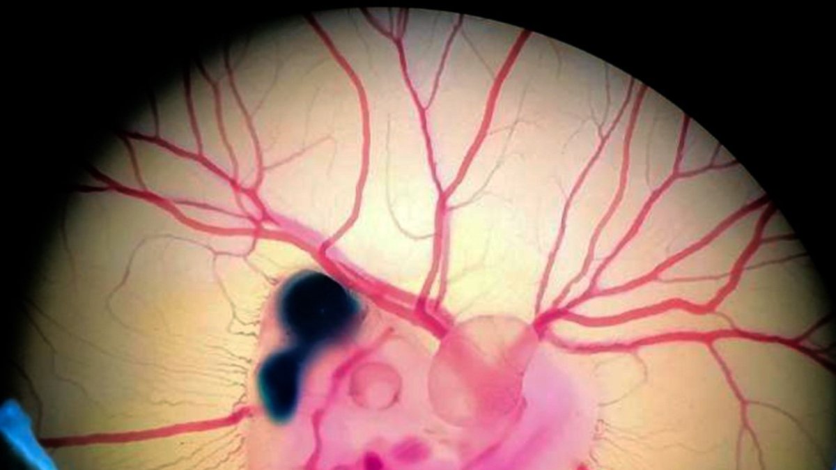 Embrión de pollo tras la manipulación experimental.