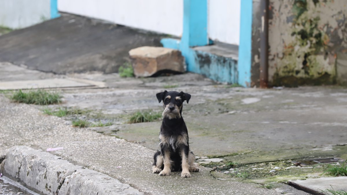Fauna. Eliana Molineros, exgobernadora del Guayas, contó que no existe un censo detallado de la población animal en situación de calle en Guayaquil.