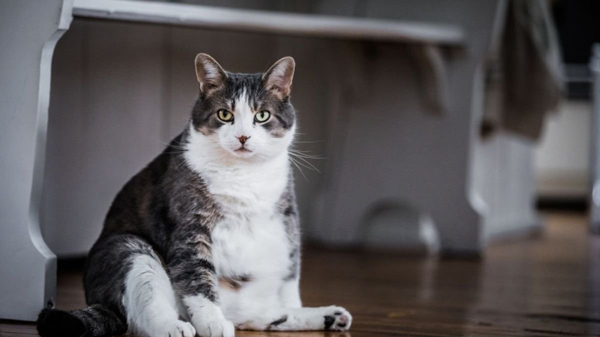 Animales. Los gatos esterilizados ayudan a que no exista sobrepoblación felina en el país.