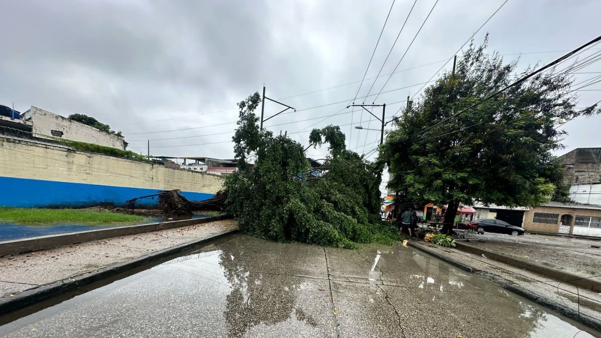 Efecto. Varios árboles se cayeron tras las fuertes lluvias.