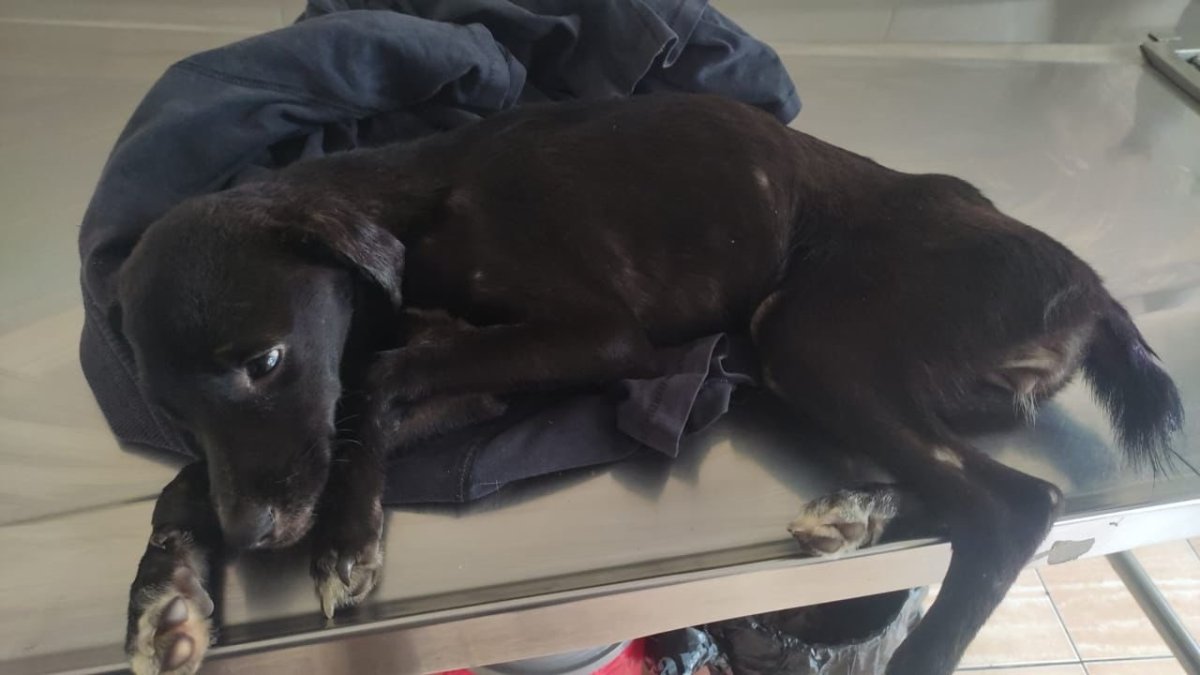 El can estaba en mal estado.