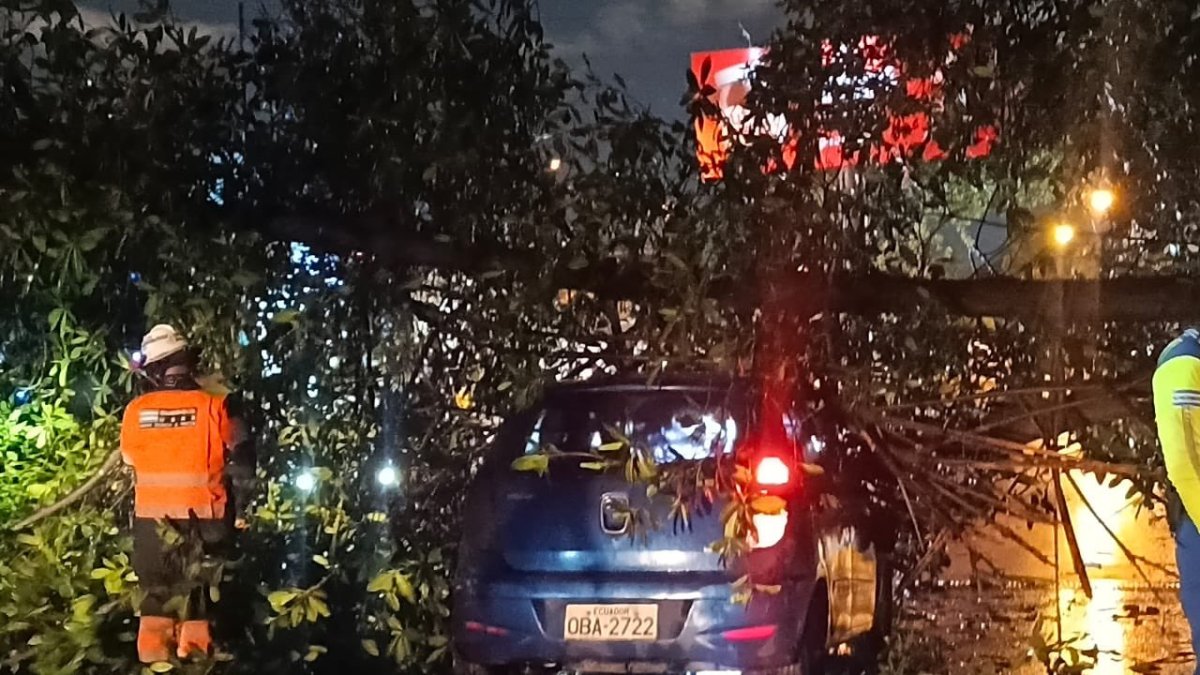 Un árbol cayó sobre un vehículo que circulaba por la avenida Las Monjas, en la ciudadela Urdesa, la noche del lunes 24 de febrero.