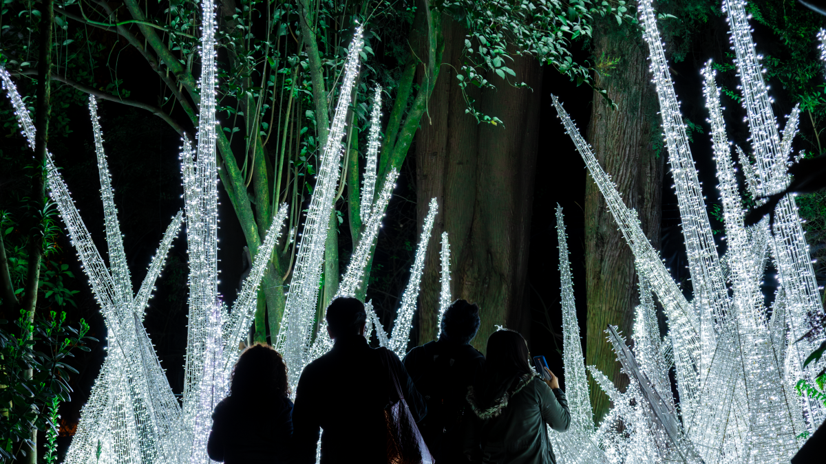Luces, naturaleza y conservación se unen en el Bosque de Luz en Quito para apoyar la campaña a 