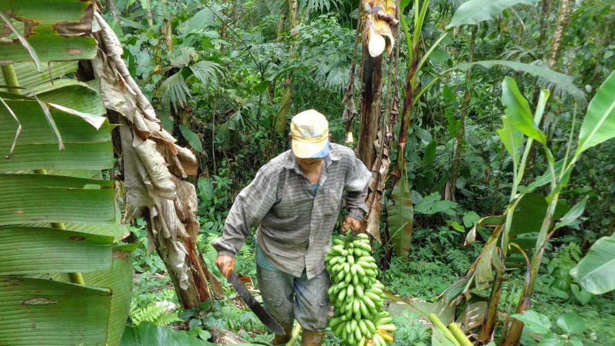 Un agricultor carga una racima de banano.
