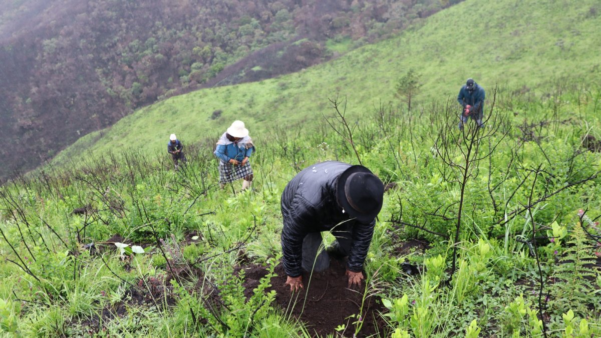 Con la siembra de plantas de mortiño y arboles nativos buscan recuperar el páramo.