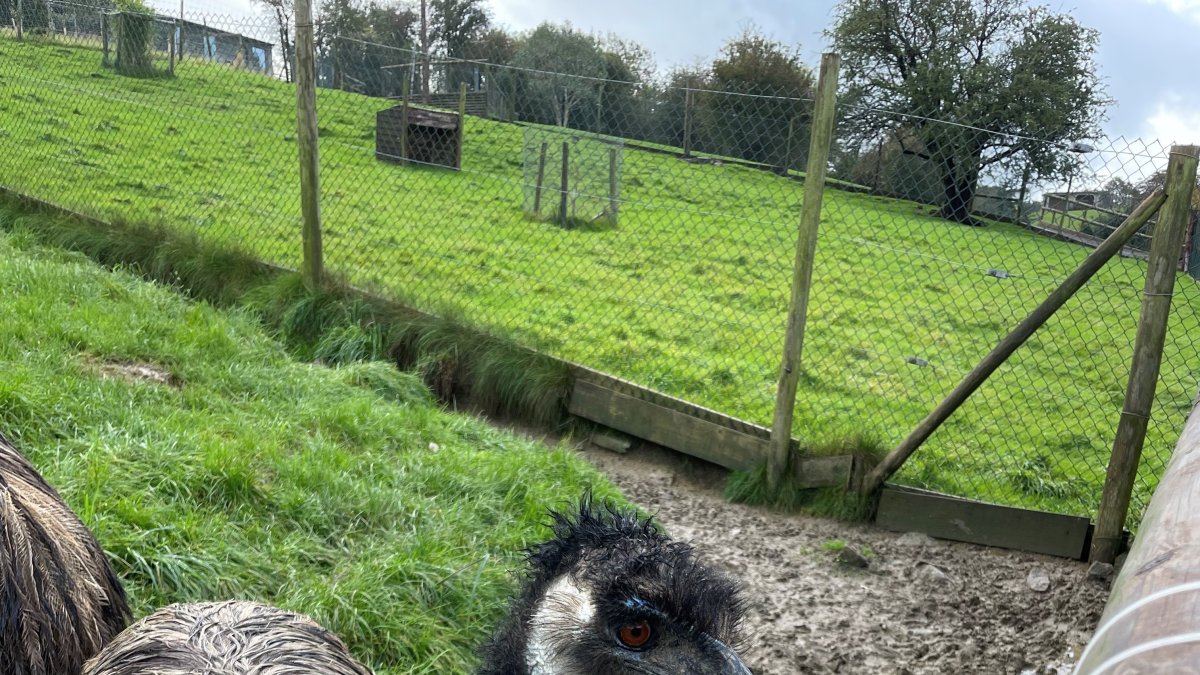 Un experimento con avestruces y sus parientes australianas y sudamericanas,, ha demostrado que estas aves grandes son capaces de idear toda clase de estrategias técnicas para acceder a la comida