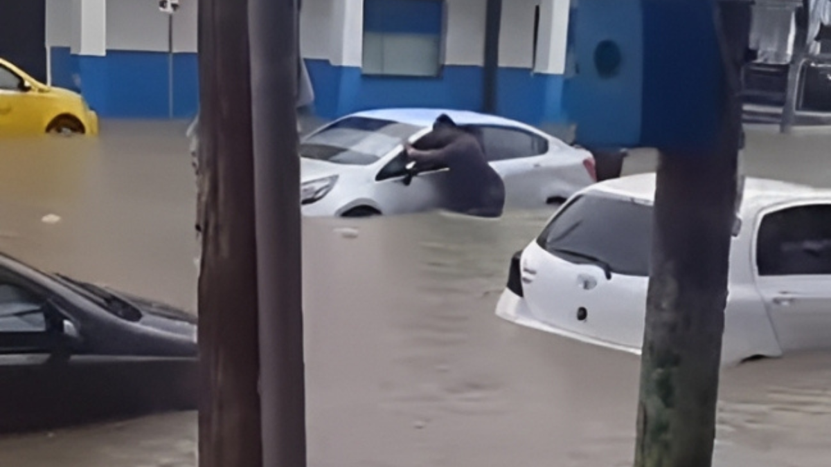 Vehículos cubiertos de agua hasta la mitad en las calles de Esmeraldas, después de la torrencial lluvia que sorprendió a los habitantes de la ciudad.