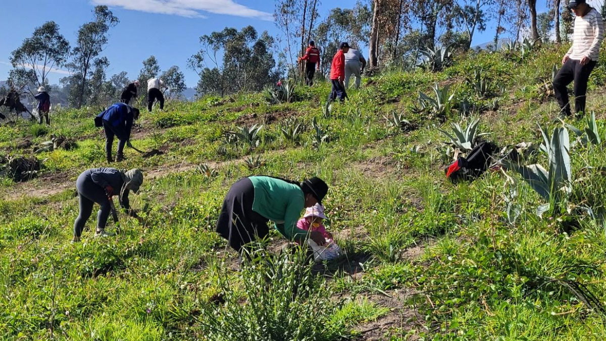 En una reforestación, organizada por la Secretaría de Ambiente de Quito, en el 2024.