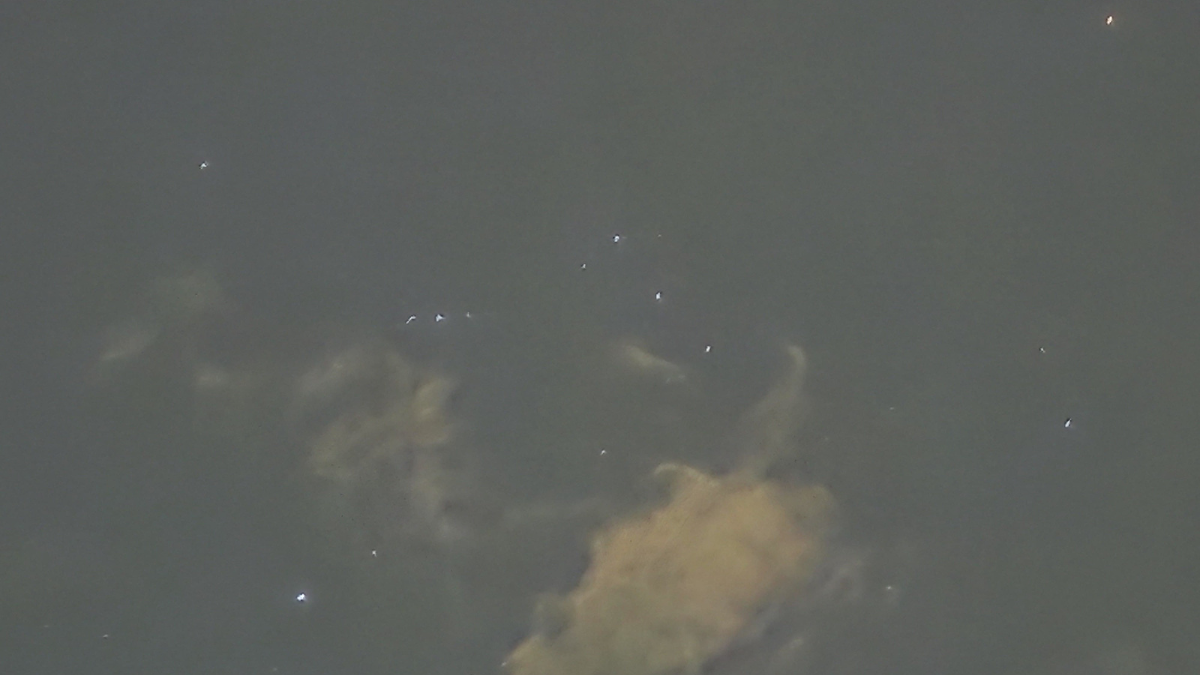 El ‘desfile planetario’ iluminará el cielo de Ecuador con la alineación de siete planetas este 28 de febrero.