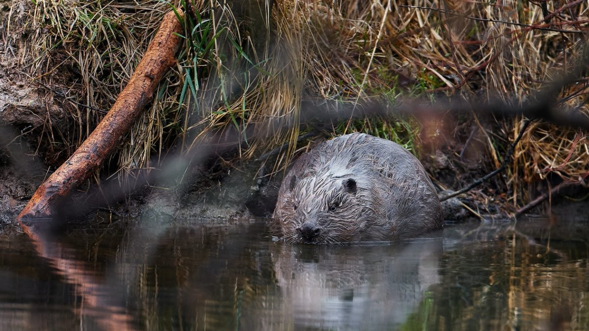Presencia. Uno de los castores que habitan el humedal en Chequia.