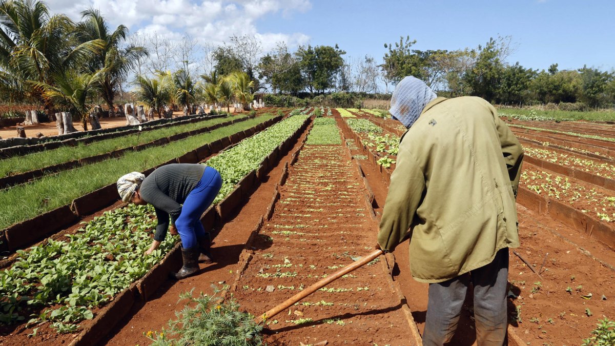 Un grupo de campesinos aparecen trabajando la tierra en Matanza (Cuba).
