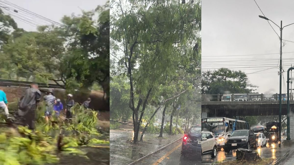 Árbol caído obstaculizó el tránsito vehicular hacia vía a la costa.