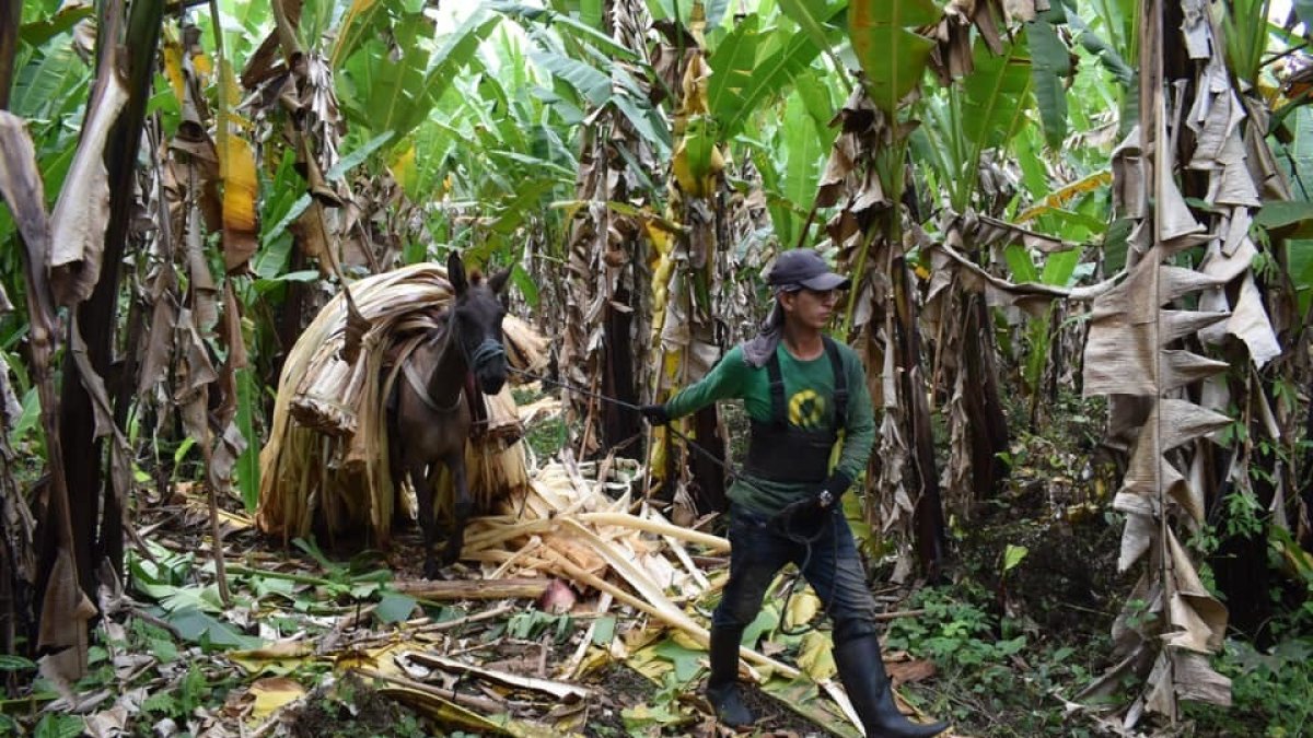 La empresa ofrece tierras como parte de pago de las indemnizaciones.
