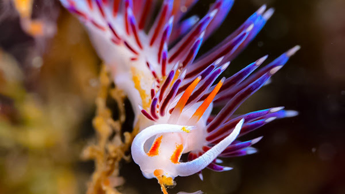 Esta nueva investigación explica la extraordinaria diversidad en forma corporal, tamaño, comportamiento, hábitat y genoma de los moluscos.  