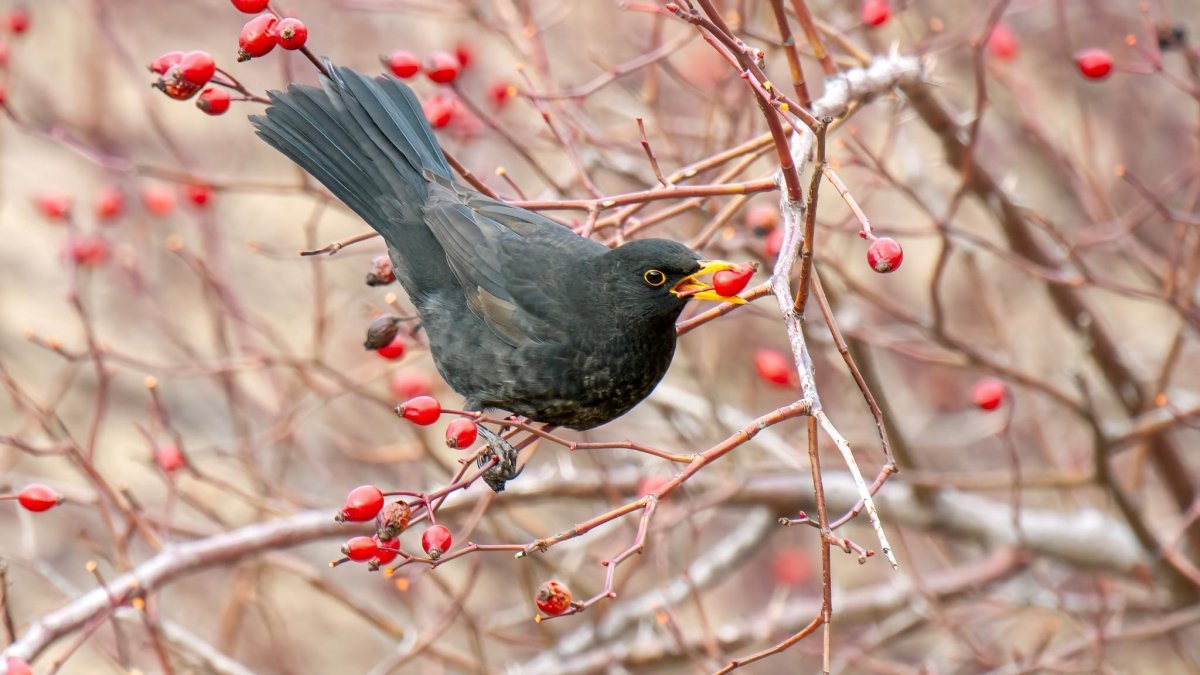 Mirlo común (Turdus merula) consumiendo frutos de rosal silvestre (Rosa canina) en el norte de la Península Ibérica.