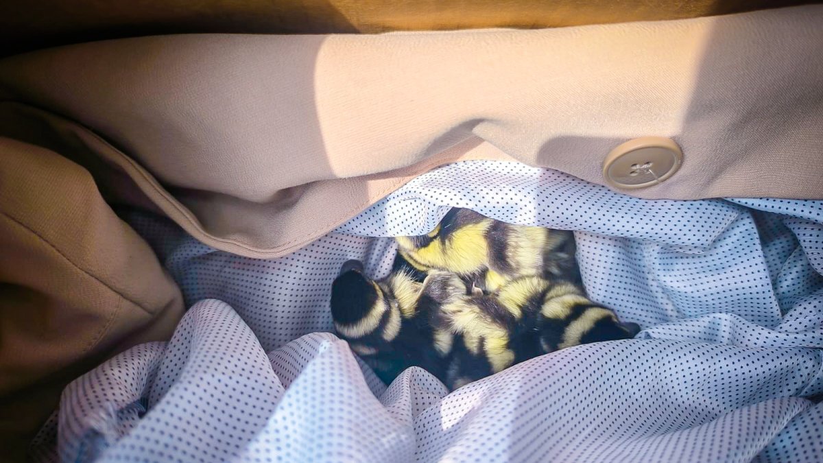 Los patitos fueron puestos a buen recaudo tras su caída.