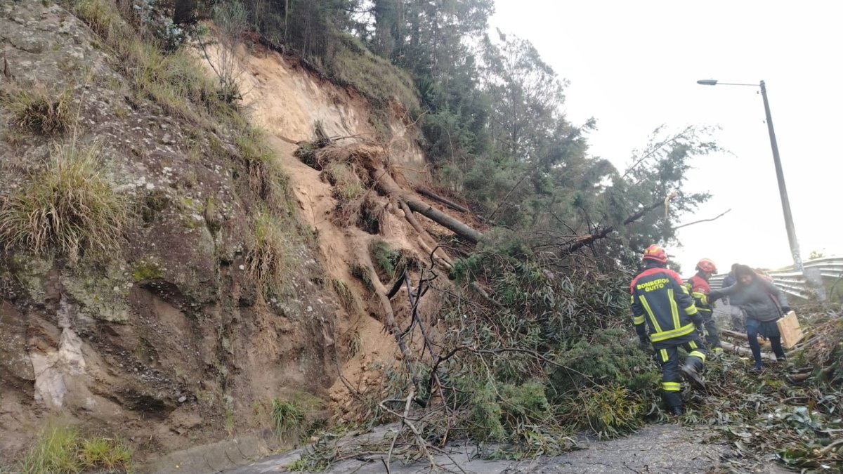 Un árbol cayó a la altura de la avenida De Las Palmeras, en el norte de Quito lo que obstaculiza el paso