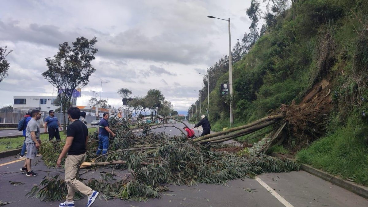 El árbo cayó en el sector de la UDLA, en el norte de Quito.