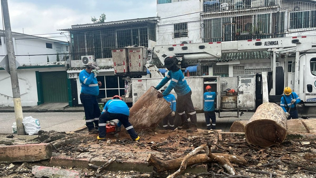 Trabajadores del Municipio de Guayaquil retiraron los árboles inertes del parque en Urdesa Norte.