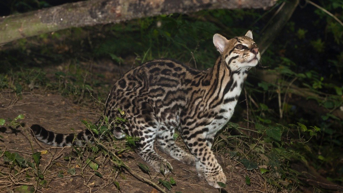 Imagen referencial de un tigrillo.