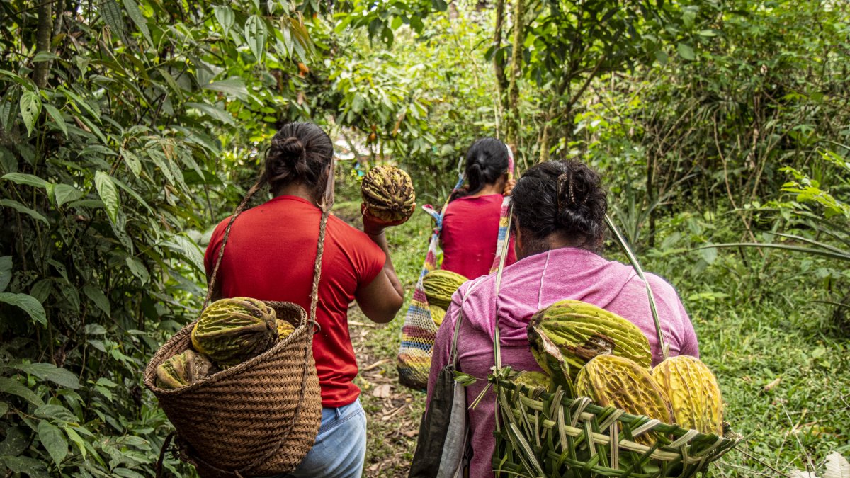 Del bosque a la mesa: Canopy Bridge rescata sabores ancestrales y los transforma en productos sostenibles