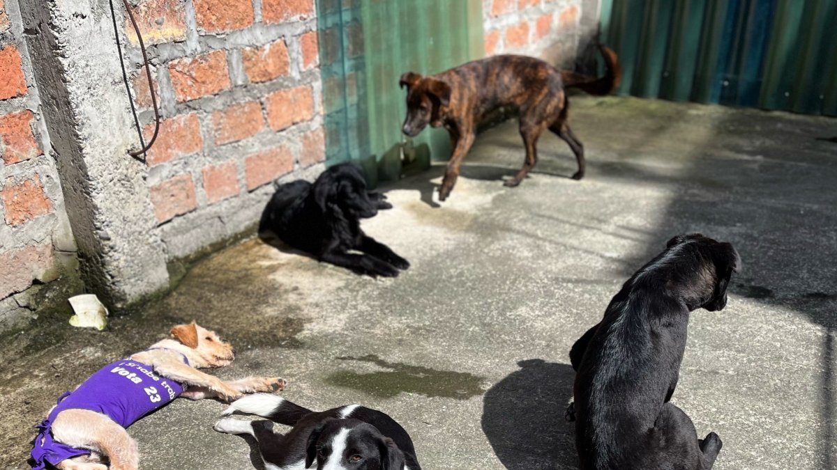 Proceso. Cuando se encuentra una mascota maltratada, es llevada hasta el Centro de Recuperación de Fauna Urbana, donde es atendida.