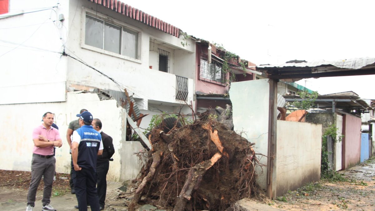 Árbol derrumbó el muro de la vivienda.