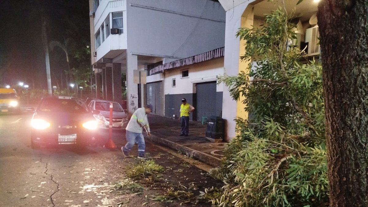 Productos de los fuertes vientos y lluvias, algunos árboles cayeron